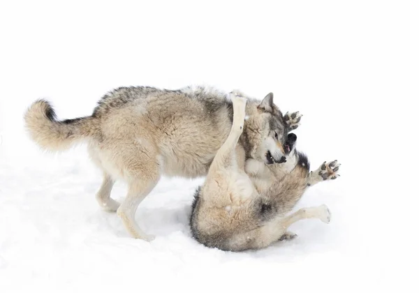 Farkasok Vagy Szürke Wolf Canis Lupus Elszigetelt Fehér Háttér Farkas — Stock Fotó