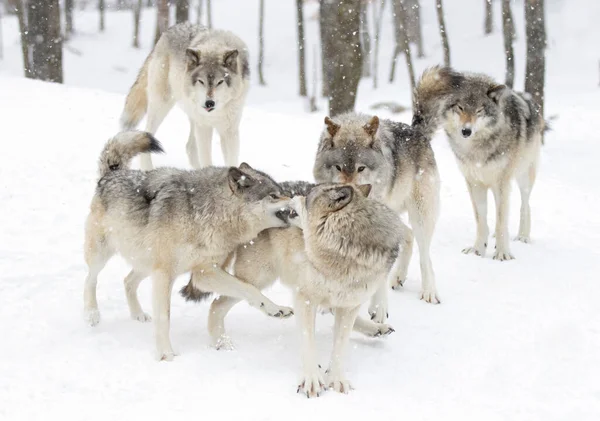 Ξυλόβιοι Λύκοι Γκρίζος Λύκος Canis Lupus Απομονώνονται Λευκό Φόντο Ξυλεία — Φωτογραφία Αρχείου