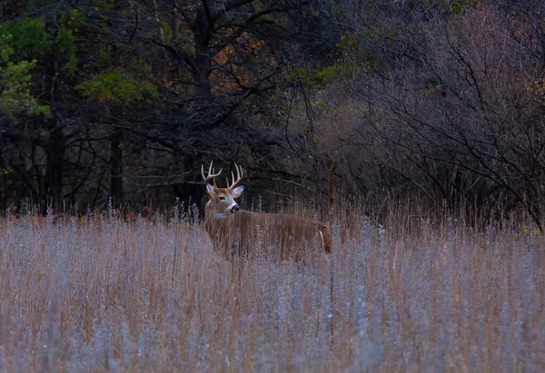 在加拿大秋天清晨的阳光下 大头大脚的白尾鹿正在寻找伴侣 — 图库照片