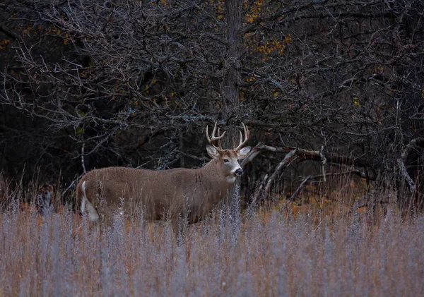 Trophäe Weißschwanzhirsch Mit Riesigem Hals Auf Partnersuche Trab Frühmorgendlichen Herbstlicht — Stockfoto