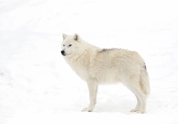 在加拿大的冬季雪地里 北极狼在白色的背景下被隔离 图库图片