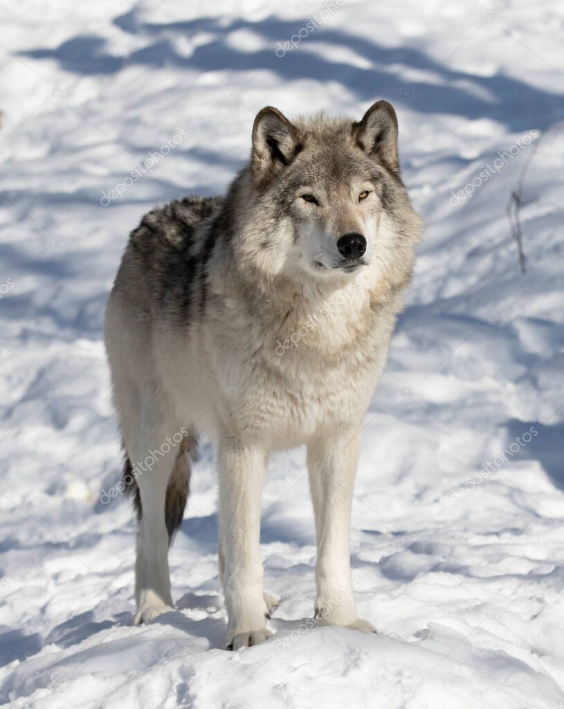 A lone Timber Wolf or Grey Wolf Canis lupus isolated on white background sitting in the snow in winter in Canada