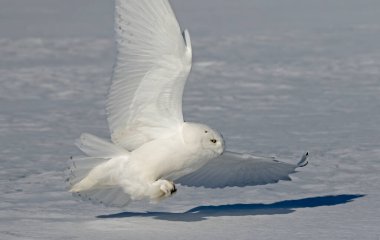 Kar baykuşu (Bubo scandiacus) pençeli erkek, Kanada, Ottawa 'da karla kaplı bir alanda avına saldırmaya hazırlanıyor.