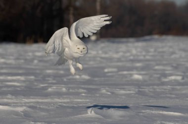 Karlı baykuş (Bubo scandiacus) erkek, Ottawa, Kanada 'da açık güneşli bir mısır tarlasında alçaktan uçar.