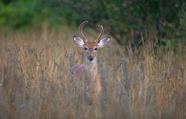 Beyaz kuyruklu geyik geyiği, sisli bir sabahın erken saatlerinde Kanada 'da kadife boynuzlarıyla