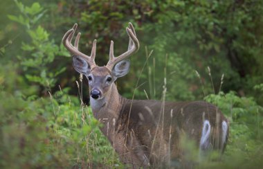 Beyaz kuyruklu geyik geyiği sabahın erken saatlerinde Kanada 'da kadife boynuzlarıyla