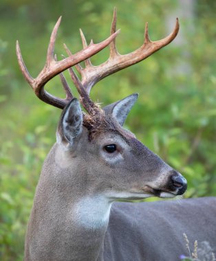 Beyaz kuyruklu geyik geyiği sabahın erken saatlerinde Kanada 'da kadife boynuzlarıyla