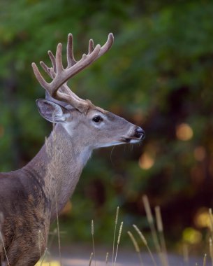 Beyaz kuyruklu geyik geyiği sabahın erken saatlerinde Kanada 'da kadife boynuzlarıyla