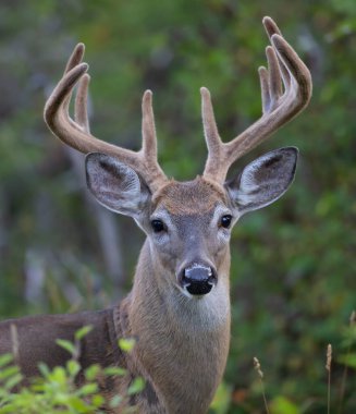 Beyaz kuyruklu geyik geyiği sabahın erken saatlerinde Kanada 'da kadife boynuzlarıyla