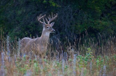 Beyaz kuyruklu geyik geyiği sabahın erken saatlerinde Kanada 'da kadife boynuzlarıyla