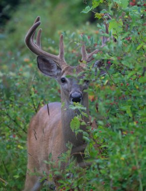 Beyaz kuyruklu geyik geyiği sabahın erken saatlerinde Kanada 'da kadife boynuzlarıyla