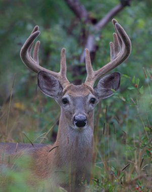 Beyaz kuyruklu geyik geyiği sabahın erken saatlerinde Kanada 'da kadife boynuzlarıyla