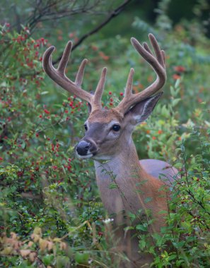 Beyaz kuyruklu geyik geyiği sabahın erken saatlerinde Kanada 'da kadife boynuzlarıyla