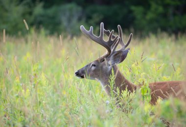 Beyaz kuyruklu geyik geyiği sabahın erken saatlerinde Kanada 'da kadife boynuzlarıyla