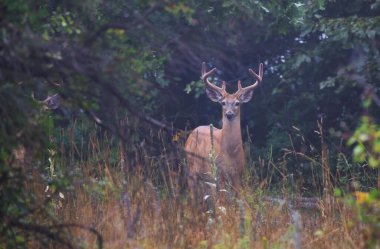Beyaz kuyruklu vahşi geyik geyiği sabahın erken saatlerinde Kanada 'da kadife boynuzlarıyla