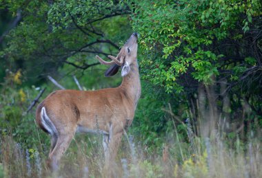 Beyaz kuyruklu geyik geyiği sabahın erken saatlerinde Kanada 'da yazın yaprakları yiyen kadife boynuzlarıyla