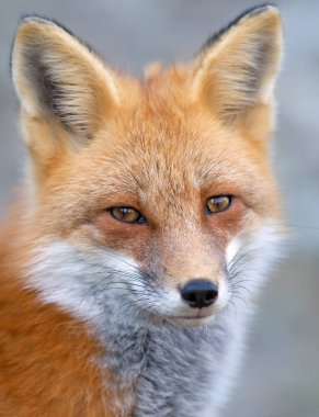 Kızıl Tilki (Vulpes vulpes) Algonquin Park, Kanada 'da yakın plan portresi