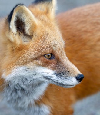 Kızıl Tilki (Vulpes vulpes) Algonquin Park, Kanada 'da yakın plan portresi