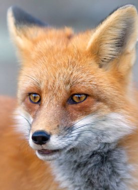 Kızıl Tilki (Vulpes vulpes) Algonquin Park, Kanada 'da yakın plan portresi
