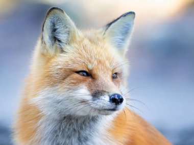 Kızıl Tilki (Vulpes vulpes) Algonquin Park, Kanada 'da yakın plan portresi