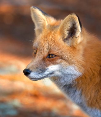Kızıl Tilki (Vulpes vulpes) Algonquin Park, Kanada 'da yakın plan portresi