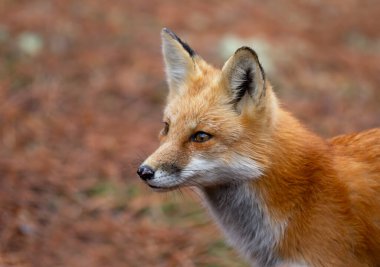 Kızıl Tilki (Vulpes vulpes) Algonquin Park, Kanada 'da yakın plan portresi