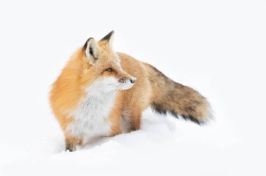 Kızıl Tilki (Vulpes vulpes) beyaz arka planda yalıtılmış bir kuyruğuyla kışın Algonquin Park, Kanada 'da yeni yağan karda avlanır.