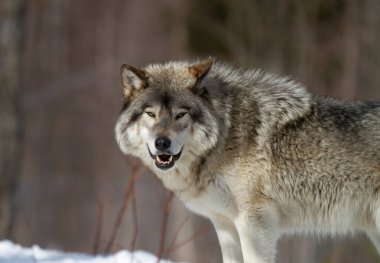 Yalnız bir kereste kurdu ya da Gri Kurt köpek lupus Kanada 'da kış karında yürüyor.