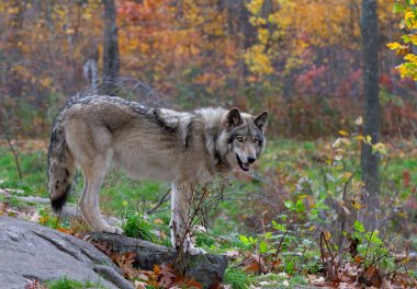 Kanada 'nın Quebec kentinde sonbaharda yağmurlu bir günde kayalık bir uçurumda duran yalnız bir Timber Wolf (Canis lupus).