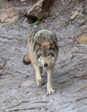 Kanada 'da bir sonbahar günü ormanda yürüyen yalnız bir kereste kurdu veya Gri Kurt Deri Lupusu.