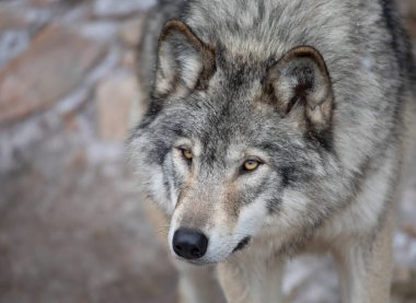 Kanada 'da kışın yalnız bir kereste kurdu ya da Gri Kurt Lupus portresi