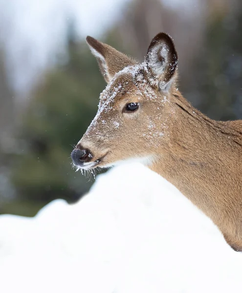 Schöne Weißschwanzhirsch Weibchen Winterschnee Kanada — Stockfoto