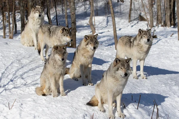Wilki Drewniane Lub Wilki Szare Canis Lupus Stado Wilków Drzewnych — Zdjęcie stockowe