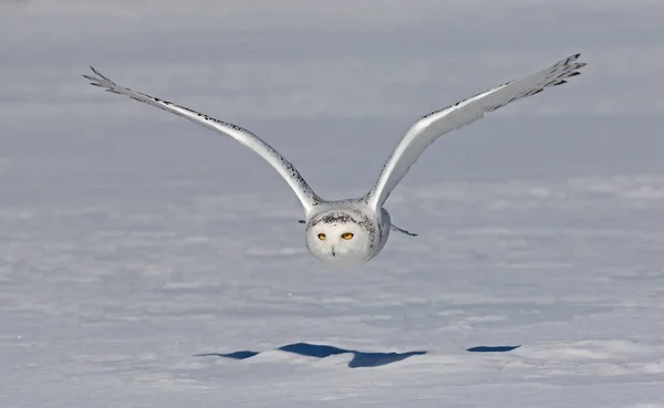 Schneeeule Bubo Scandiacus Fliegt Tief Und Jagt Über Ein Schneebedecktes — Stockfoto