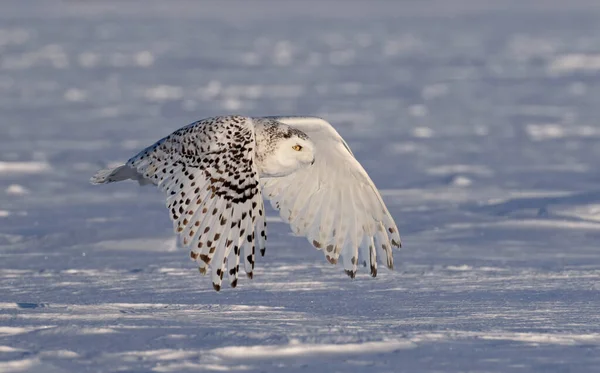 Búho Nevado Bubo Scandiacus Volando Bajo Cazando Sobre Campo Cubierto — Foto de Stock