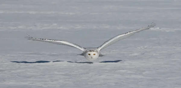 Snowy Owl Bubo Scandiacus Flying Low Hunting Snow Covered Field — Stock Photo, Image