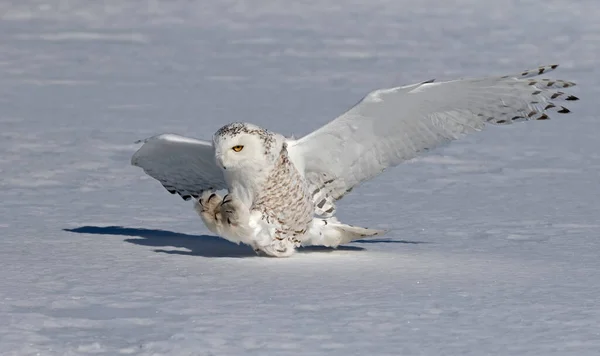 Schneehuhn Bubo Scandiacus Weibchen Mit Krallen Bereitet Sich Darauf Vor — Stockfoto