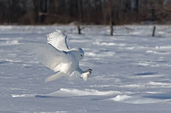 Snowy Owl Bubo Scandiacus Male Talons Out Prepares Pounce Its — Stock Photo, Image