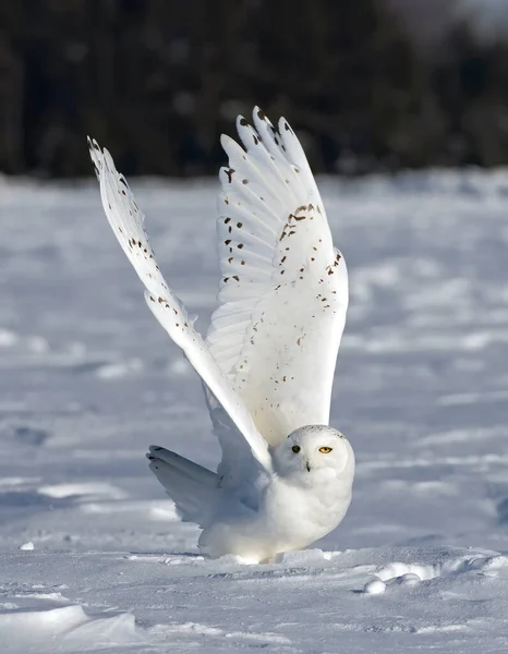 Schneeeule Bubo Scandiacus Männchen Hebt Über Ein Schneebedecktes Feld Ottawa — Stockfoto