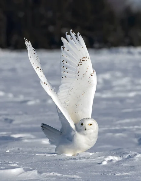 Coruja Nevada Bubo Scandiacus Macho Levantando Para Caçar Sobre Campo — Fotografia de Stock