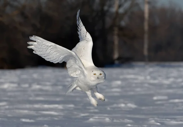 Coruja Nevada Bubo Scandiacus Macho Voa Baixa Caça Sobre Campo — Fotografia de Stock