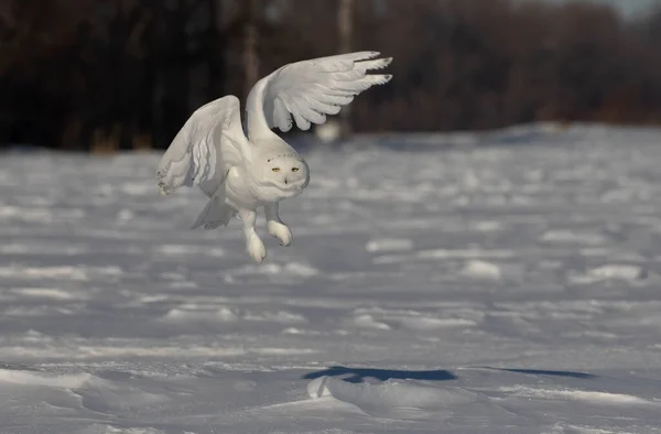 Snowy Owl Bubo Scandiacus Male Flies Low Hunting Open Sunny — Stock Photo, Image