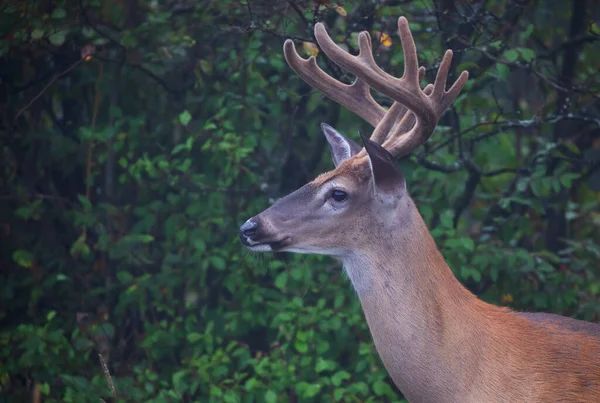 Λευκό Ελάφι Ουρά Ελάφι Buck Ένα Πρώιμο Ομιχλώδες Πρωί Βελούδινα — Φωτογραφία Αρχείου