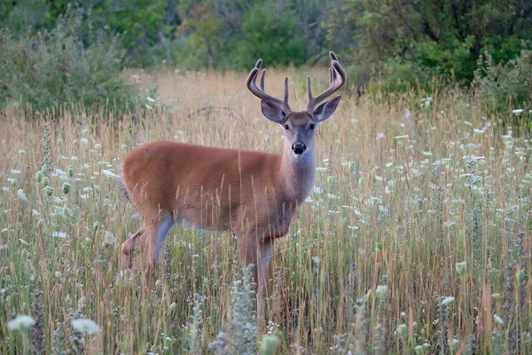 Cervo Dalla Coda Bianca Buck Una Mattina Presto Nebbioso Con — Foto Stock