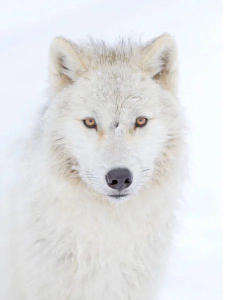 Sarkvidéki Farkas Fejlövés Elszigetelt Fehér Háttér Közelkép Téli Kanadában — Stock Fotó