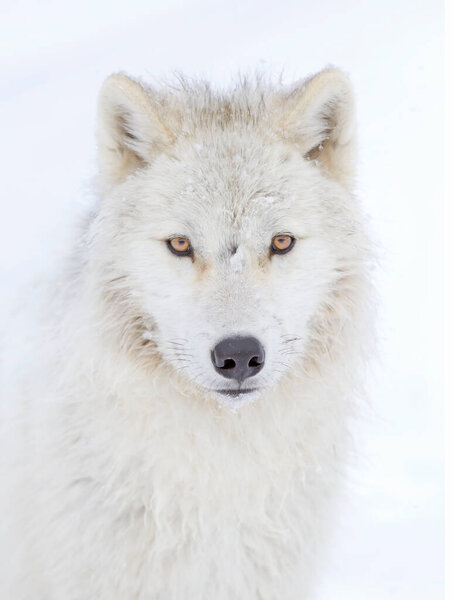 Arctic wolf headshot isolated on white background closeup in the winter snow in Canada