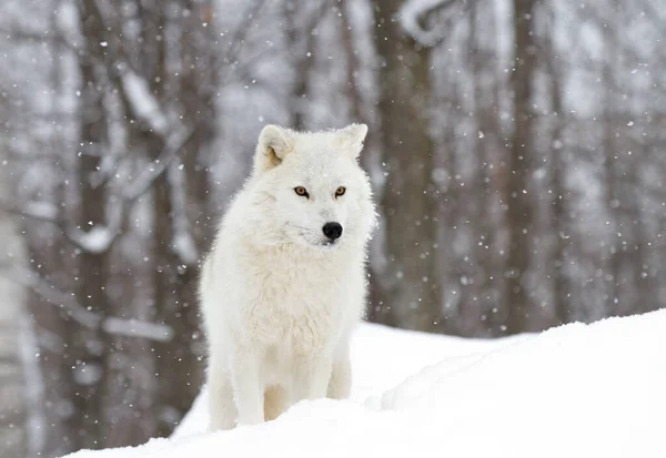 Arktischer Wolf Jagt Schnee Einem Kalten Wintertag Kanada — Stockfoto