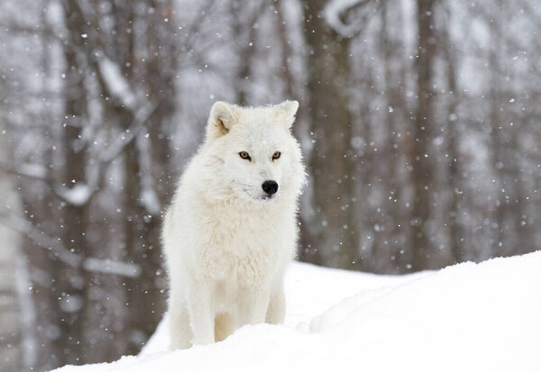 Arctic wolf hunting in the falling snow on a cold winter day in Canada