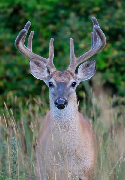 加拿大夏季 一头白尾鹿与鹿角在清早出现 — 图库照片