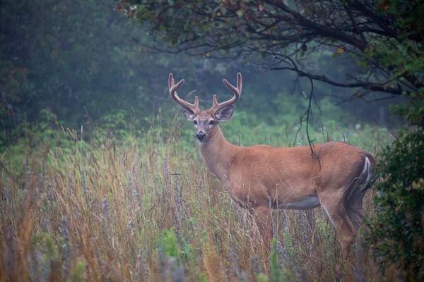 Weißschwanz Hirschbock Einem Frühen Morgen Mit Samtgeweih Sommer Kanada — Stockfoto